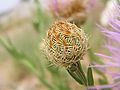 American basketflower bud