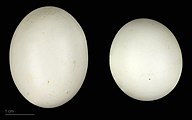 Яйца Centropus sinensis