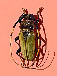 <i>Ancylosternus</i> Genus of beetles