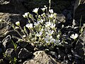 Cerastium alpinum var. nevadense