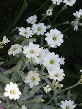 (Cerastium tomentosum)