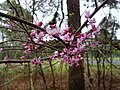 Thumbnail for File:Cercis canadensis - 49632005797.jpg