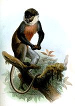 Miniatura para Cercopithecus erythrogaster