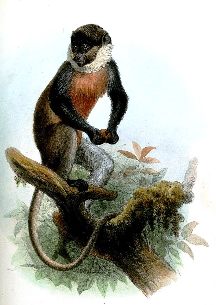 The average adult size of a White-throated guenon is  (1' 6