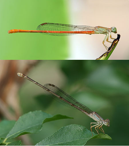 Ceriagrion glabrum