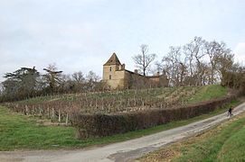 Photographie d'une petite vigne en dessous d'une demeure en pierre.