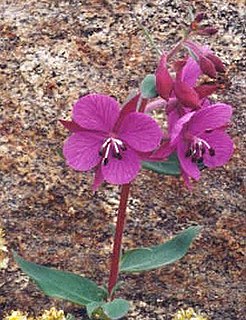 Onagraceae Family of flowering plants comprising willowherbs and evening primroses