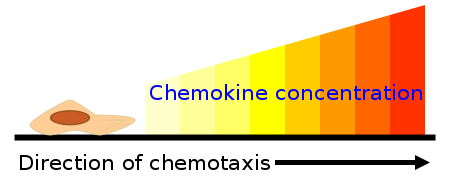 File:Chemokine concentration chemotaxis.svg
