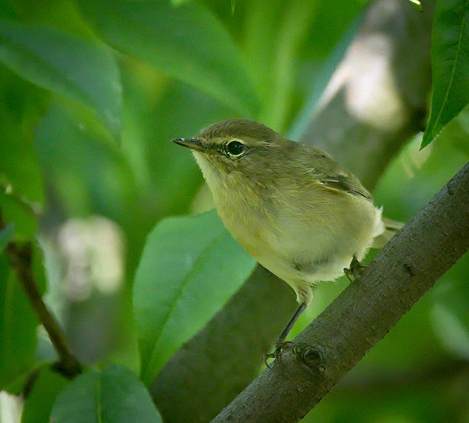 File:Chiffchaff (50276889873).jpg