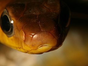 Beskrivelse af Chironius multiventris headshot.jpg-billedet.