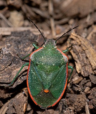 <i>Chlorochroa</i> Genus of true bugs