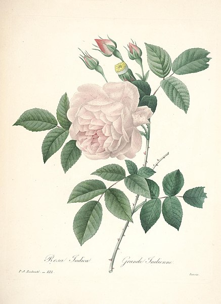 File:Choix des plus belles fleurs (Plate 122) (7851507286).jpg