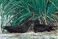 Pair of Christmas Shearwaters preening