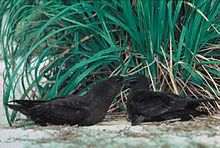 Photo of a pair of Christmas shearwaters on land under vegetation
