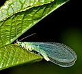 Latina: Chrysopidae Deutsch: eine Florfliege