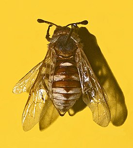 Cimbex quadrimaculatus