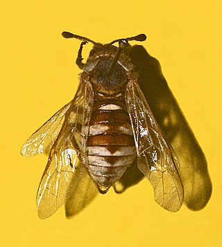 <i>Cimbex quadrimaculatus</i> Species of sawfly