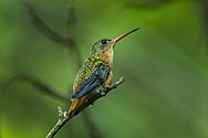 The cinnamon hummingbird (above) creates competition with the broad-billed hummingbird, making C. latirostris forage from lower quality food sources. Cinnamon Hummingbird - Mexico S4E8524.jpg