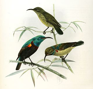 <span class="mw-page-title-main">Anjouan sunbird</span> Species of bird