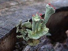 Cladonia digitata T88 (4).JPG