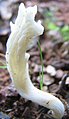 Clavaria rugosa