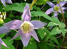 Clematis macropetala.jpg