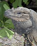 Close-up of head and shoulder