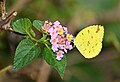 * Nomination Close wing posture Nectaring of Eurema hecabe (Linnaeus, 1758) - Common Grass Yellow --Sandipoutsider 10:21, 20 March 2024 (UTC) * Promotion  Support Good quality. --Tagooty 02:59, 20 March 2024 (UTC)