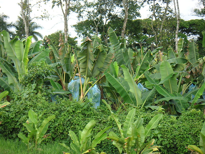 File:Colbanana10.jpg