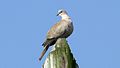 Collared Dove (Streptopelia decaocto) (8).JPG