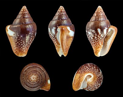 Shell of a Fat Dove Shell from the Pacific coast of Panama