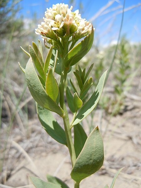 File:Comandra umbellata (5839028501).jpg