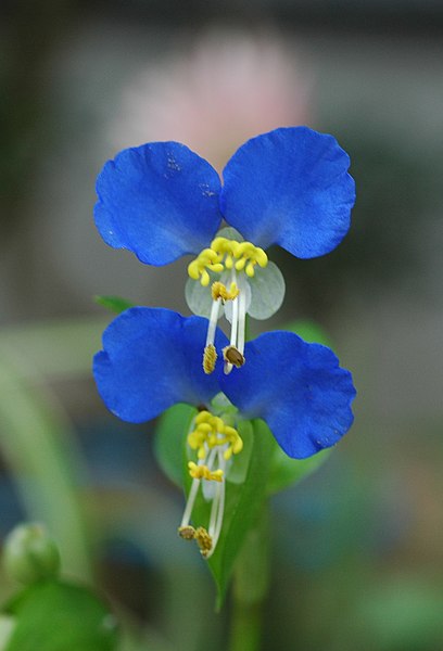 File:Commelina communis 01 (cropped).JPG