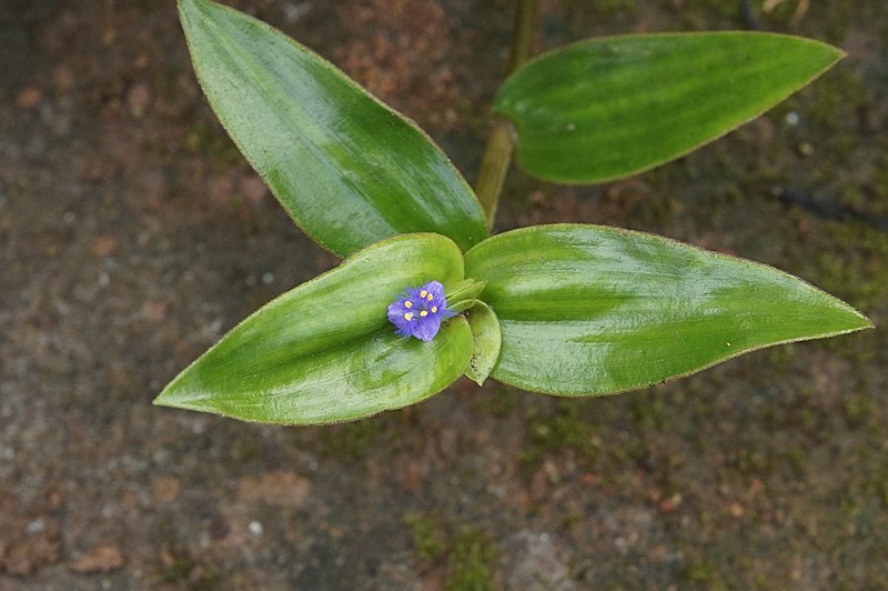 File:Commelinaceae sp 1832.jpg