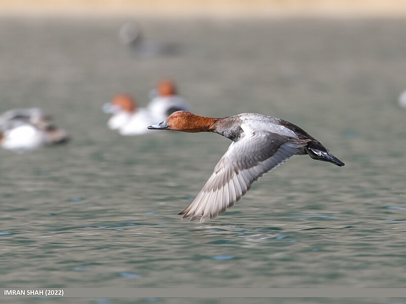 File:Common Pochard (Aythya ferina) (53617397148).jpg