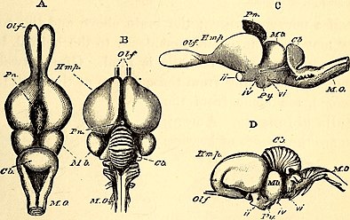 Anatomical comparison between the brain of a lizard (A and C) and the brain of a turkey (B and D). Abbreviations: Olf, olfactory lobes; Hmp, cerebral hemispheres; Pn, pineal gland ; Mb, optic lobes of the middle brain ; Cb, cerebellum; MO, medulla oblongata; ii, optic nerves; iv and vi, nerves for the muscles of the eye; Py, pituitary body.
Comparison of Vertebrate Brains: Mammalian, Reptilian, Amphibian, Teleost, and Ammocoetes. CB., cerebellum; PT., pituitary body; PN., pineal body; C. STR., corpus striatum; G.H.R., right ganglion habenulae. I., olfactory; II., optic nerves. Comparative zoology, structural and systematic - for use in schools and colleges (1883) (20482913440).jpg