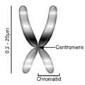 Condensed Eukaryotic Chromosome.png