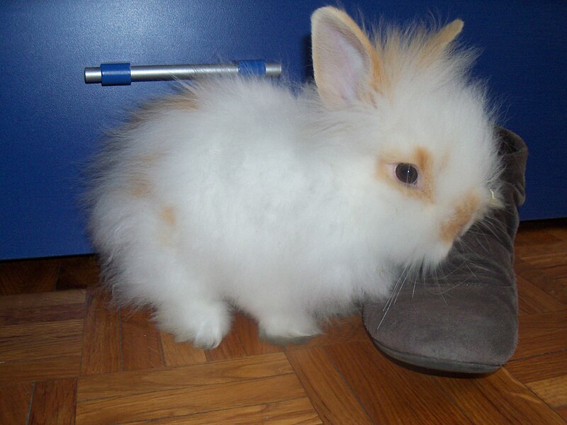 File:Conejo angora.jpg