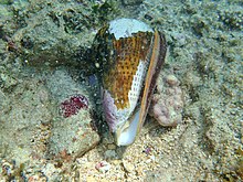 Conus leopardus periostracum.jpg