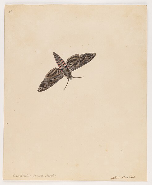 File:Convolvulus Hawk Moth - Miss Harris - 84 1931 10.jpg