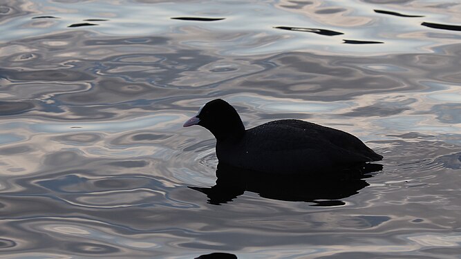 Eurasian coot