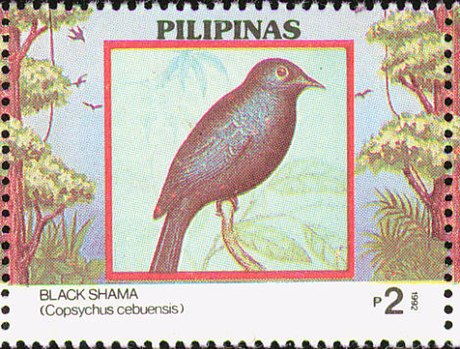 Shama de Cebu