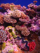 Osprey Reef, Australien.