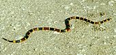 A living Micrurus fulvius, or eastern coral snake Coral snake.jpg