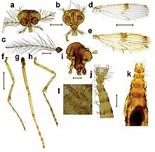 Fotografias de partes do corpo de Corethrella oppositophila