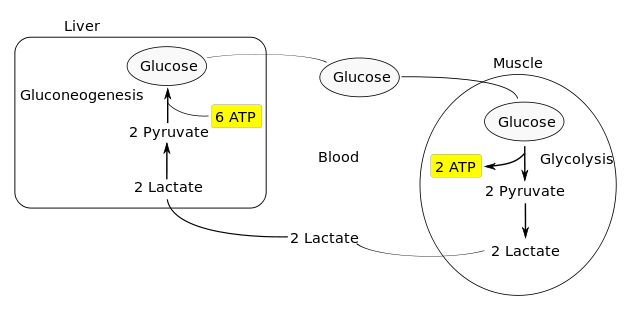 lactic acid in muscles diagram