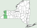 Cornus drummondii NY-dist-map.png