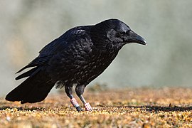 Corvus corone R088 Carrousel 20190216.jpg