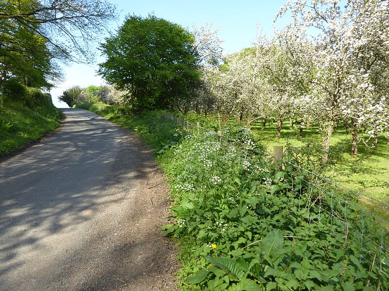 File:Country road passing an apple orchard - geograph.org.uk - 5386922.jpg
