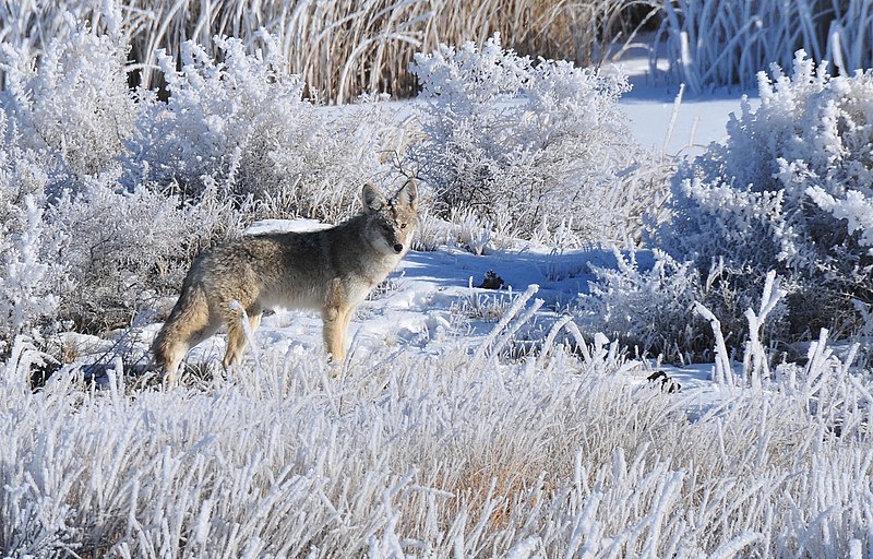 File:Coyote in hoar frost on Seedskadee NWR (13234615673).jpg